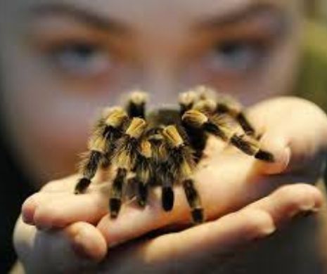 Prezentatorul nu a băgat de seamă: Un păianjen îşi devorează prada ÎN DIRECT la BBC | VIDEO