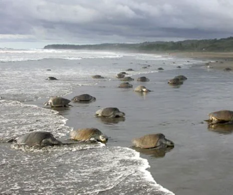 SPECTACOLUL naturii: Broaștele țestoase GIGANT invadează plajele din Nicaragua