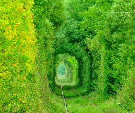 ”Tunelul iubirii” din România, pe lista ”Descoperă Europa” a Parlamentului European | GALERIE FOTO