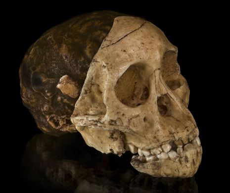 VERDICT, după 90 de ani de controverse: Craniul „copilului din Taung”, vechi de 3 milioane de ani, NU are caracteristici umane