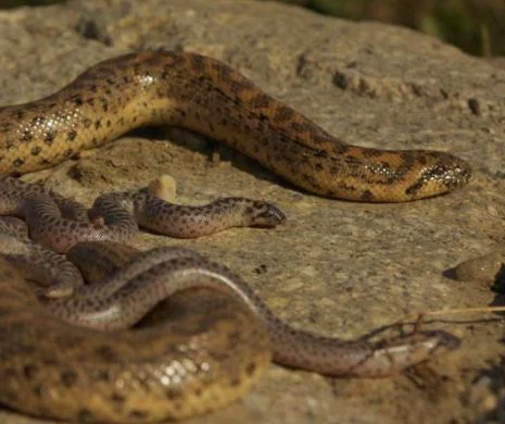 A fost redescoperit cel mai rar şarpe din România. Ultimul exemplar BOA a fost văzut în  urmă cu 80 de ani