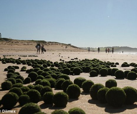 "Bile extraterestre" pe o plajă din Australia. Locuitorii sunt BULVERSAŢI | FOTO
