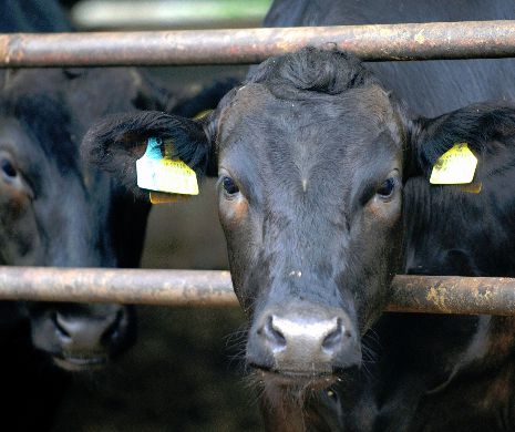 Boala limbii albastre la vaci: UNDE sunt FOCARELE de infecție în România și cele mai multe DECESE