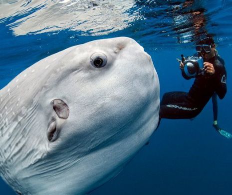 CREATURA marină care i-a uimit pe biologi. Are peste doi metri și 140 de kilograme