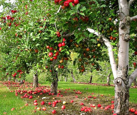Licitațiile din programul "mere pentru elevi" au fost amânate, iar fructele se usucă în copaci