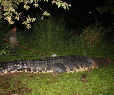 Monstrul a fost capturat. Așa arată crocodilul GIGANTIC care a băgat spaima într-o țară întreagă | GALERIE FOTO