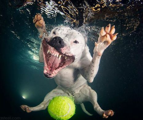 Portrete HAIOASE. Cât de fericiţi sunt câinii, atunci când înoată sub apă | GALERIE FOTO