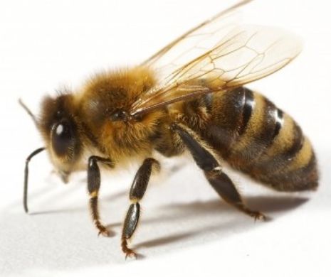 800.000 de albine au omorât un om în Arizona