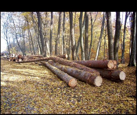 Arbori nemarcaţi, tăiaţi ilegal dintr-o pădure proprietate privată
