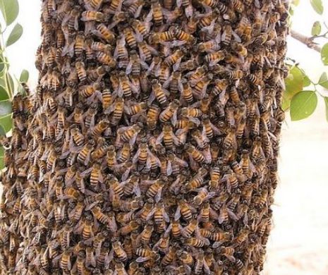 Atac ucigaş. Un ROI de 800.000 de albine a OMORÂT un om, alţi patru sunt RĂNIŢI grav