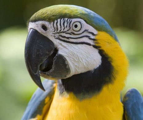 Ce limbă vorbește papagalul Nigel după ce a dispărut patru ani de acasă