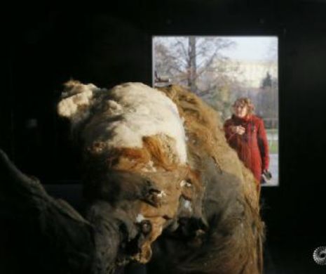 Cu creierul în regulă: O FEMELĂ de mamut lânos se află la Moscova