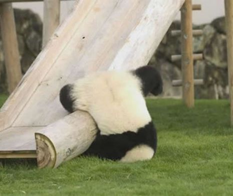 Cum se iau la întrecere puii de PANDA când se dau pe topogan | VIDEO ADORABIL