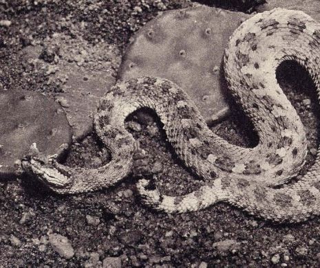 Descoperire INCREDIBILĂ în România: EXTRAORDINARUL şarpe boa dispărut din 1937 | VIDEO