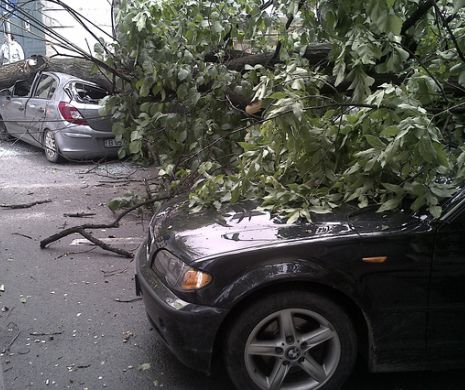 Dezastru în Capitală din cauza VÂNTULUI: Peste 30 de copaci doborâţi, 14 maşini avariate, panouri publicitare căzute