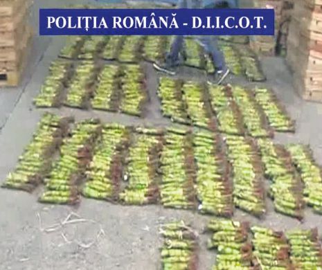 Drog nou în România. Firmă de legume-fructe, paravan pentru marijuana africană