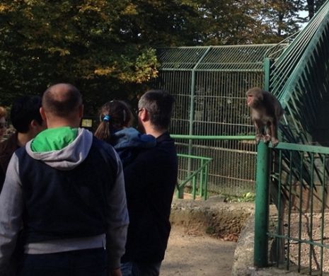 La Zoo Târgu Mureş o maimuţă SARE în capul turiştilor