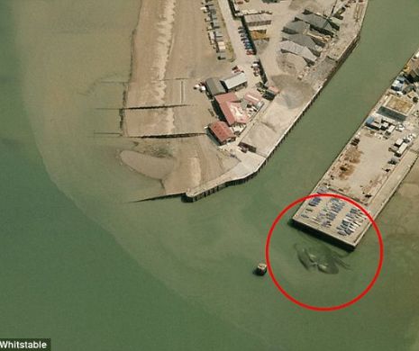 MONSTRUL din ape. Creatura URIAŞĂ surprinsă în apropierea unui port | FOTO