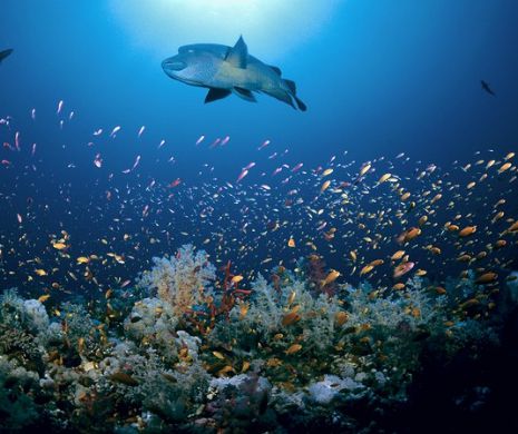 Ne îndreptăm spre DEZASTRU: Acidifierea oceanelor a CRESCUT cu 26% faţă de epoca preindustrială