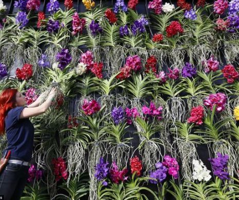 Orhideele, cele mai vândute flori la ghiveci din România