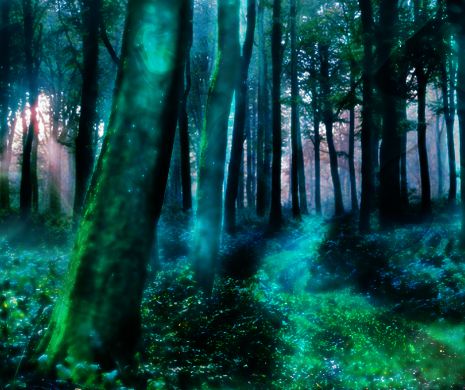 PÂDURILE FERMECATE chiar există! Cele mai încântătoare păduri din lume | GALERIE FOTO