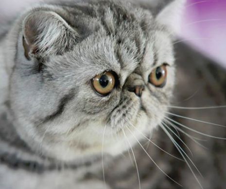 Se vor afla la Bucureşti: Pisicile pe care probabil ŢI LE DOREŞTI | GALERIE FOTO felină