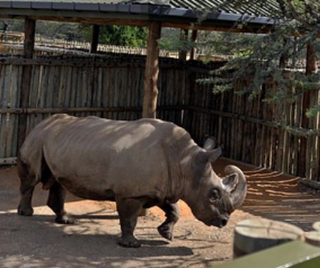 Un rinocer alb a murit în Kenya. În lume mai există doar șase exemplare din specia lui
