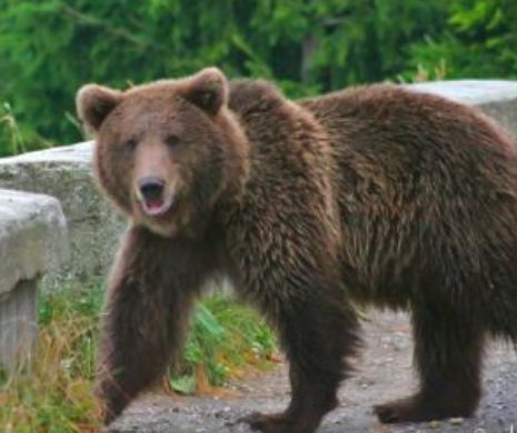 Un urs de 300 de kilograme a dat iama într-o școală din Dâmbovița. Elevii așteaptă baricadați în clase ajutorul autorităților