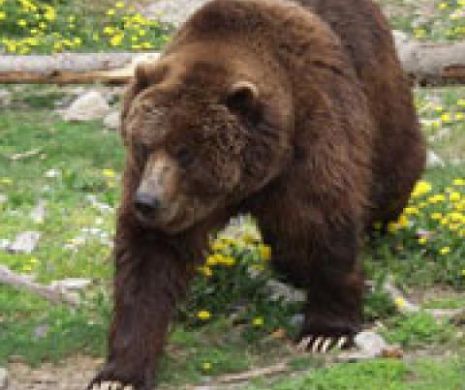 Urșii din stațiunea Covasna puși pe fugă de autoritățile locale