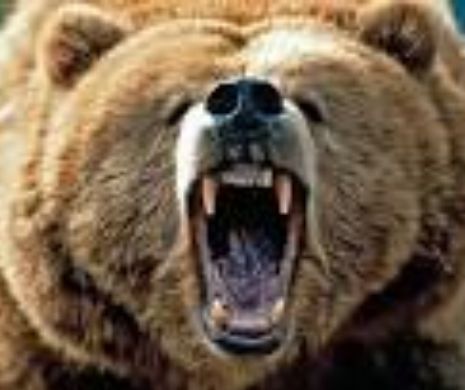 Vânător rănit de un glonţ şi de un urs grizzly