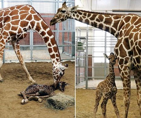 A plătit 50.000 de dolari pentru dreptul de a alege numele unui pui de girafă.