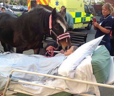 Calul a vizitat-o la spital să-și ia adio