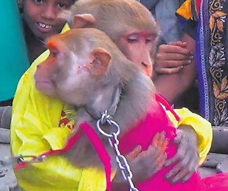 CĂSNICIE NEOBIȘNUITĂ. Maimuțe fericite, cununate de un preot în India