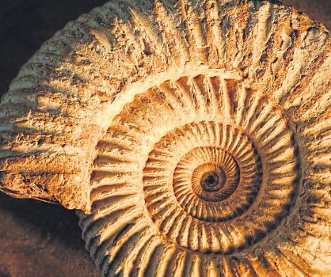 Ce mai vând românii: fosile de animale preistorice!