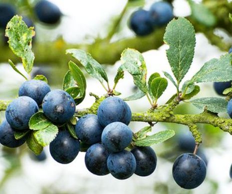 Cele mai sănătoase fructe de sezon. Întăresc sistemul imunitar și ține la distanță bolile digestive