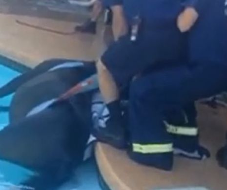 Cum au scos pompierii un cal dintr-o piscină. Video