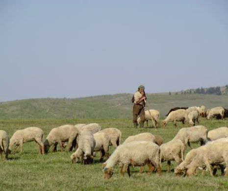 Fermier care şi-a declarat fals oile ca fiind miei, într-un proiect cu fonduri europene, cercetat de DNA