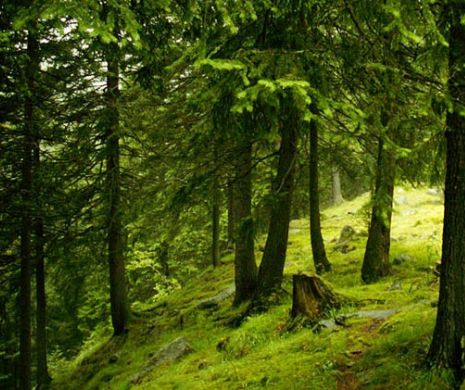 Fondul Bisericesc al Bucovinei a pierdut la Curtea Supremă  procesul prin care revendica 166.000 ha de pădure
