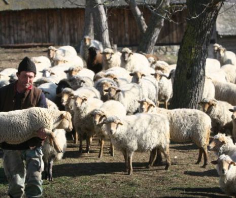 Perchezitii la hoții de oi din Constanța
