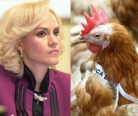 Reacţia PSD în "Scandalul găinilor". Gabriela Firea: "PSD nu a aruncat găini în curtea ACL". Deputatul Florin Iordache: "Cei de la ACL şi-au aruncat singuri găinile"