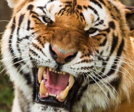 Un tigru sălbatic a pus în ALERTĂ autoritățile franceze. Felina se află la numai câţiva kilometri de Disneyland Paris