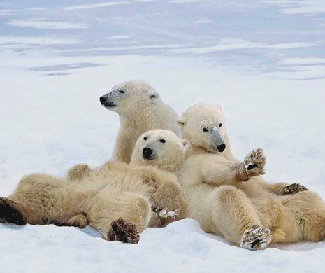 Ursul polar este de acum specie protejată prin Convenţia de la Bonn. Leul african nu a fost inclus din cauza lipsei de informaţii