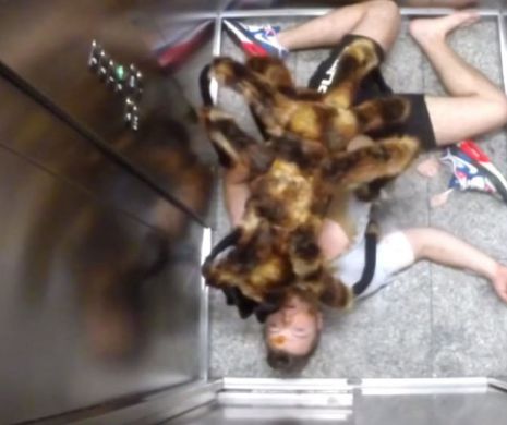 A terorizat trecătorii: Câinele-păianjen pe stradă. Cel mai vizionat! | VIDEO