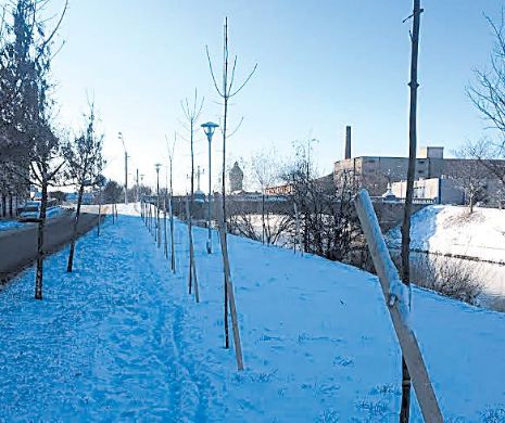Bătaie de joc pe bani europeni. Primăria Timișoara a plantat 1.700 de pomi în plină iarnă