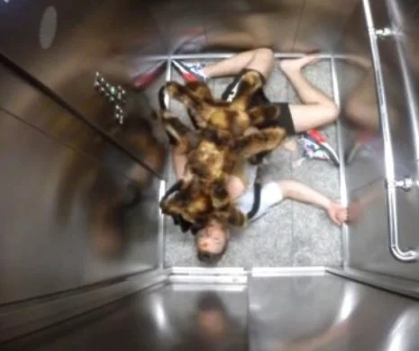 Câinele-păianjen mutant uriaş. Milioane de oameni au rămas UIMIȚI la vederea lui | VIDEO