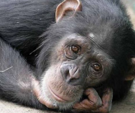 Decizie a unui tribunal american: cimpanezii nu au aceleași drepturi ca și oamenii