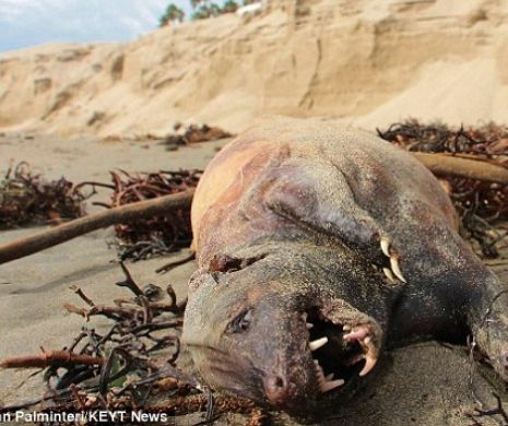 Încă un MONSTRU sinistru descoperit pe plaja din California. Creatură seamănă cu un DINOZAUR şi nimeni n-a mai văzut aşa ceva până acum | FOTO şi VIDEO