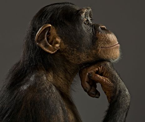 LOVITURĂ pentru Remus Cernea! Un tribunal a decis: Maimuțele NU sunt Oameni!