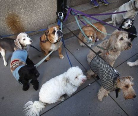 Măsuri pentru protejarea câinilor  newyorkezi