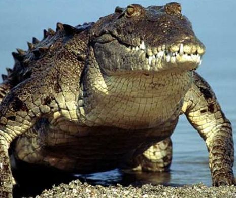 Monstrul NEMURITOR. Un crocodil ce a TERORIZAT ani la rând un trib din Africa, are peste 100 de ani